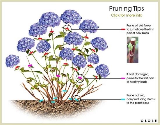 pruning tips